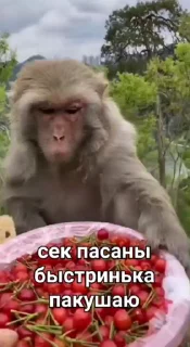 🐒 emoji Лучшие стикеры: @animstiker Telegram sticker 16 of 50