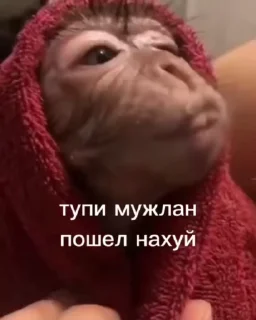 😍 emoji Лучшие стикеры: @animstiker Telegram sticker 6 of 50