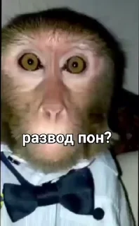 🐒 emoji Лучшие стикеры: @animstiker Telegram sticker 24 of 50