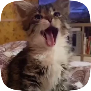 🥱 emoji Каты Telegram sticker 13 of 19