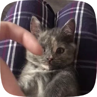 ❤️ emoji Каты Telegram sticker 11 of 19