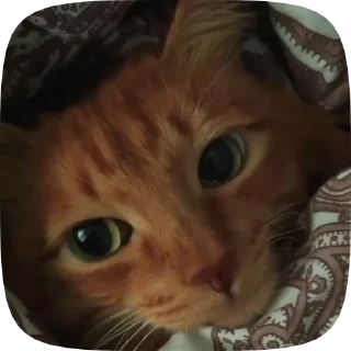😌 emoji Каты Telegram sticker 7 of 19