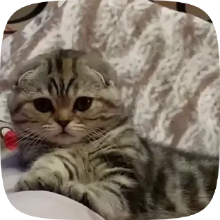 🥱 emoji Каты Telegram sticker 12 of 19