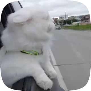 😎 emoji Каты Telegram sticker 6 of 19