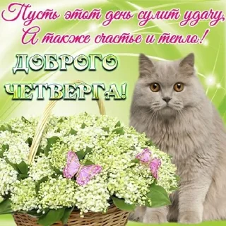 🧶 emoji Мемус Telegram sticker 17 of 120