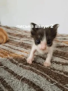 Sticker from писька и братан
