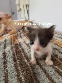 Sticker from писька и братан