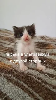 Sticker from писька и братан