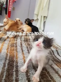 Sticker from писька и братан