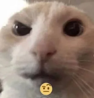 🤨 emoji ꧁ঔৣ☬✞zalupa kentavra✞☬ঔৣ꧂ Telegram sticker 11 of 27