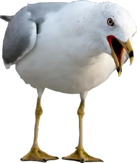😛 emoji Crazy Birds @TVstickers Telegram sticker 5 of 21