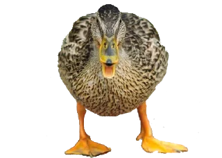 🤨 emoji Crazy Birds @TVstickers Telegram sticker 11 of 21
