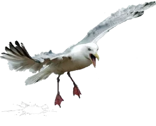 🤨 emoji Crazy Birds @TVstickers Telegram sticker 9 of 21