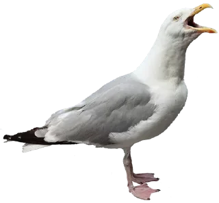 🤪 emoji Crazy Birds @TVstickers Telegram sticker 6 of 21
