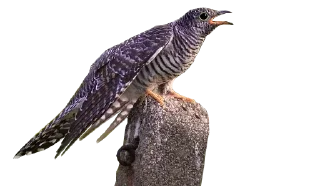 Sticker from Crazy Birds @TVstickers