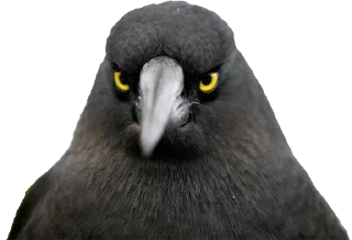 😙 emoji Crazy Birds @TVstickers Telegram sticker 16 of 21