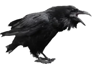 😋 emoji Crazy Birds @TVstickers Telegram sticker 13 of 21