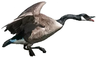 😚 emoji Crazy Birds @TVstickers Telegram sticker 19 of 21