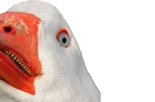 😙 emoji Crazy Birds @TVstickers Telegram sticker 21 of 21