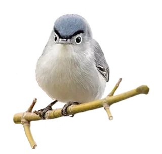 😟 emoji Crazy Birds @TVstickers Telegram sticker 14 of 21
