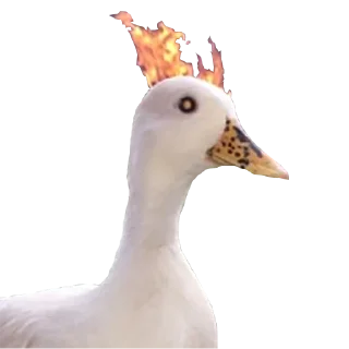 🤨 emoji Crazy Birds @TVstickers Telegram sticker 10 of 21