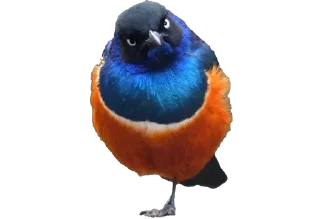😋 emoji Crazy Birds @TVstickers Telegram sticker 15 of 21