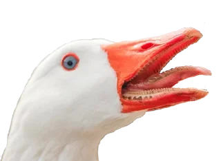 Sticker from Crazy Birds @TVstickers