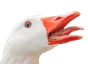 Sticker from Hysteric birds by @eternalduck