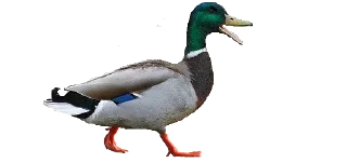🤣 emoji Crazy Birds @TVstickers Telegram sticker 12 of 21