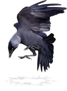 🤨 emoji Crazy Birds @TVstickers Telegram sticker 18 of 21