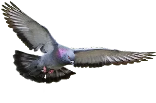 😚 emoji Crazy Birds @TVstickers Telegram sticker 17 of 21