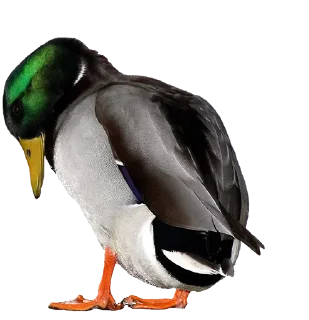 🧐 emoji Crazy Birds @TVstickers Telegram sticker 8 of 21