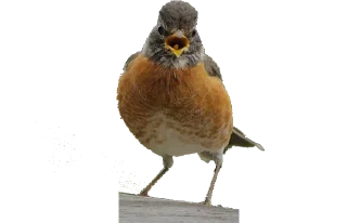 Sticker from Crazy Birds @TVstickers