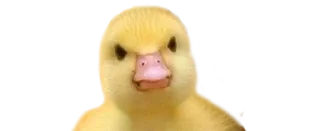 😚 emoji Crazy Birds @TVstickers Telegram sticker 7 of 21
