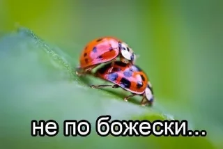 Sticker from Христианские мемы