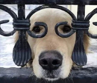 🤓 emoji Собаки| @Alyona_Ferfetsckaya Telegram sticker 4 of 20
