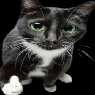 😼 emoji габелен💥💥💥💥 Telegram sticker 13 of 40