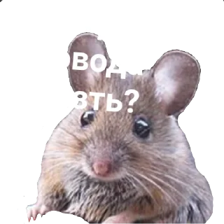 Sticker from Bizarrich 7.0