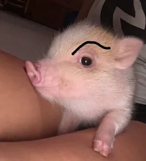 Sticker from mini pig🐷