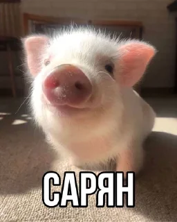 Sticker from mini pig🐷