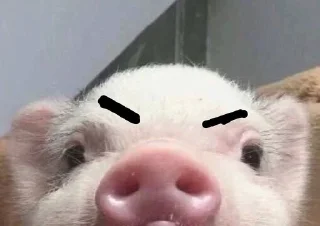 Sticker from mini pig🐷