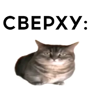 Sticker from Кокоа вахуи