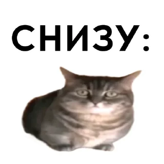 Sticker from Кокоа вахуи