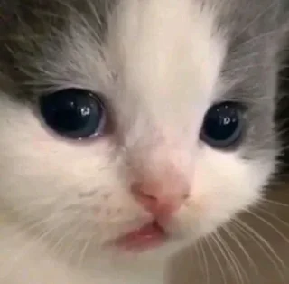 😢 emoji Что-то всратое Telegram sticker 22 of 120