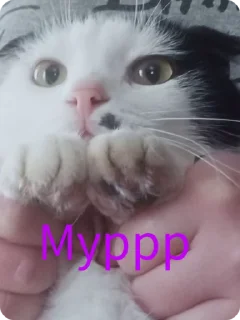 🌟 emoji Что-то Telegram sticker 14 of 42