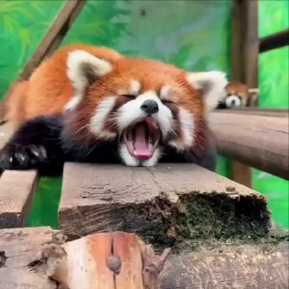🌹 emoji red panda @vsdrz Telegram sticker 8 of 25