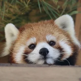 Sticker from Red panda