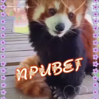 🌹 emoji red panda @vsdrz Telegram sticker 18 of 25