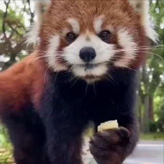 Sticker from red panda @vsdrz