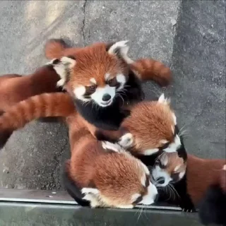 🌹 emoji red panda @vsdrz Telegram sticker 5 of 25